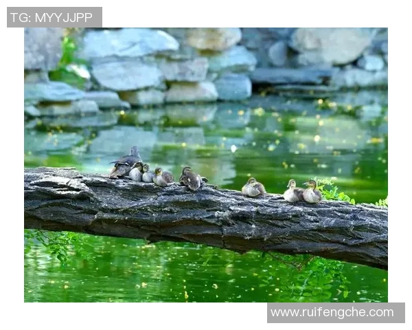 雄鹿栖息地与生态保护:探索自然界中强大霸主的生存智慧与挑战 雄鹿栖息地与生态保护:探索自然界中强大霸主的生存智慧与挑战