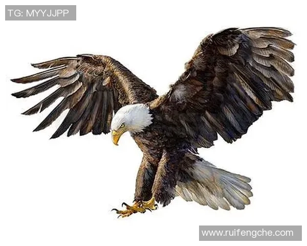 雄鹰翱翔天际展翅飞翔探秘老鹰的生存智慧与自然奇迹